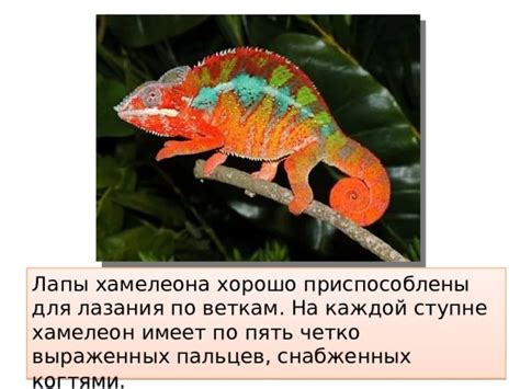 Влияние зеркала на цвет хамелеона
