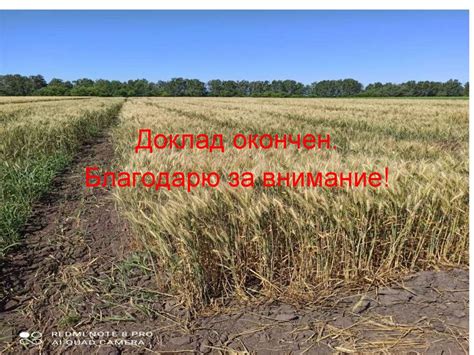 Влияние золы на качество и урожайность: