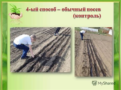 Влияние золы на урожай моркови