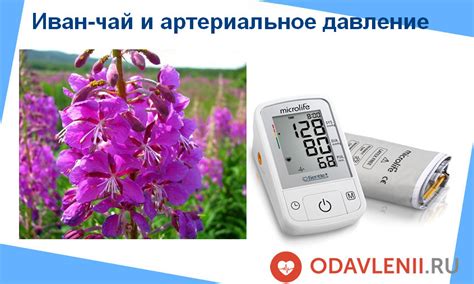 Влияние иван-чая на артериальное давление