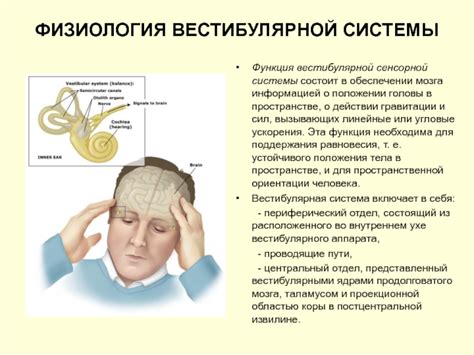 Влияние изменения положения тела на работу вестибулярной системы