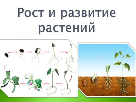 Влияние кальция на рост и развитие растений