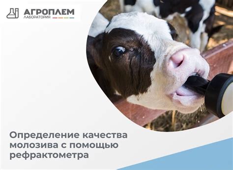 Влияние качества молозива на развитие малыша