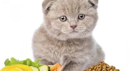 Влияние кормления кошек кормом для собак на здоровье