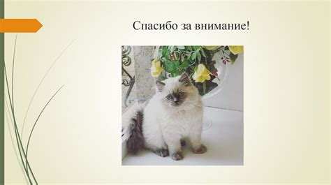 Влияние котов на человеческую психологию