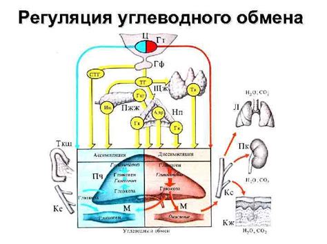 Влияние меда на обмен веществ