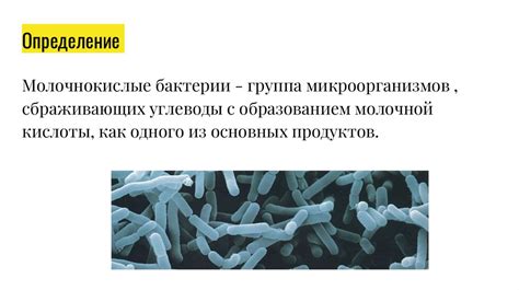 Влияние молочнокислых бактерий
