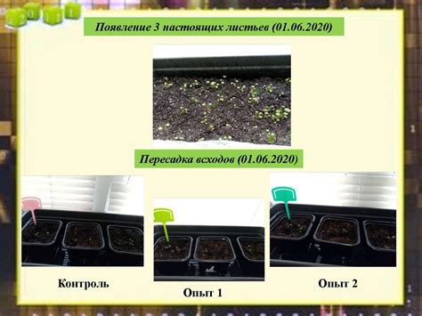 Влияние моркови на посадку земляники