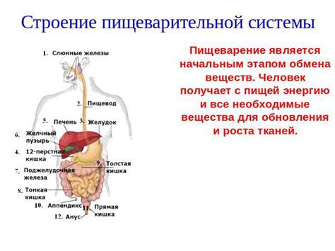 Влияние на организм и пищеварение