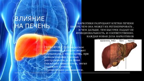 Влияние на организм и пищеварительную систему
