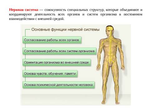 Влияние на работу органов и систем организма