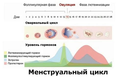 Влияние на уровень гормонов в организме