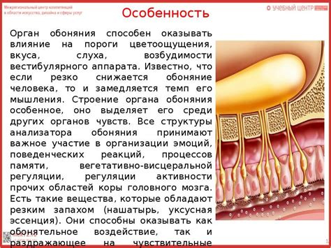 Влияние обоняния на аппетит