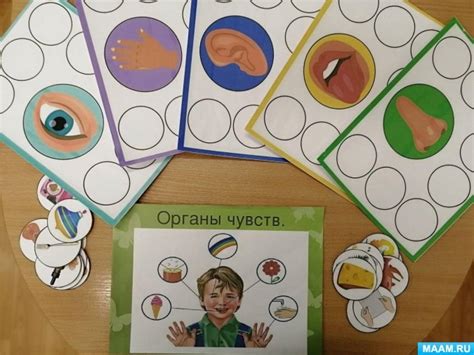 Влияние обучения на развитие органов чувств