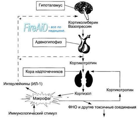 Влияние острой еды на выделение слизи