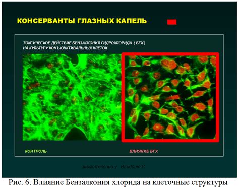 Влияние отсутствия ядра на клеточные процессы