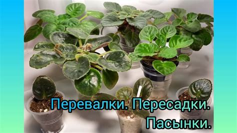 Влияние пересадки на цветение фиалок