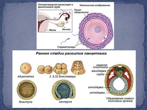 Влияние питания на зачатие ребенка
