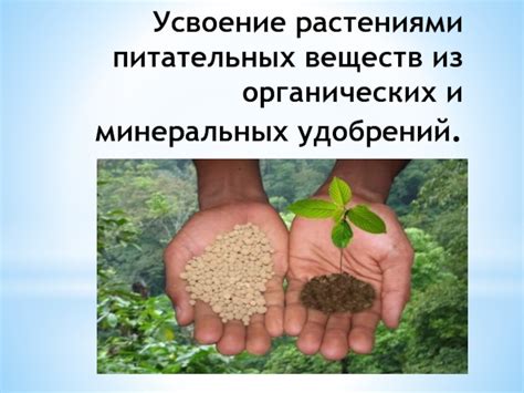 Влияние питья воды на усвоение питательных веществ из фруктов