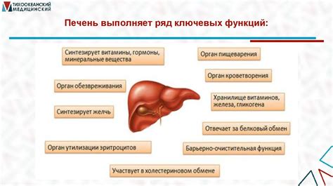 Влияние питья на метаболизм