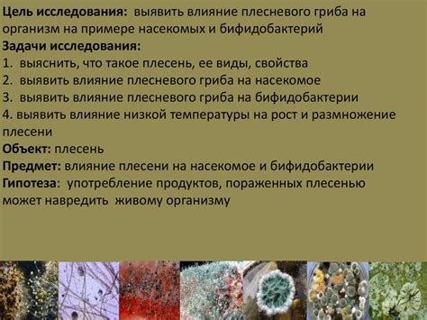 Влияние плесени на качество и безопасность варенья