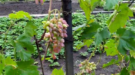 Влияние погоды на созревание винограда на Кубани