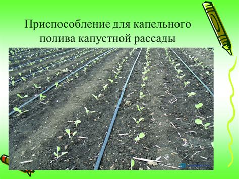 Влияние полива на рост моркови