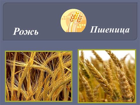 Влияние ржи и пшеницы на российскую культуру и экономику