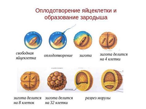 Влияние свеклы на яйцеклетки кур