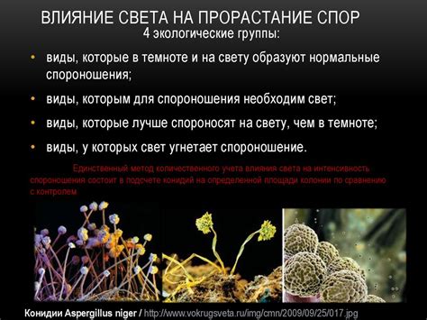 Влияние света на развитие грибов
