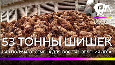 Влияние сезона на качество собранных шишек