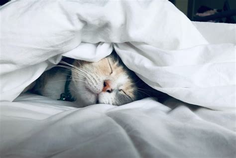 Влияние сна о мертвом коте на подсознание