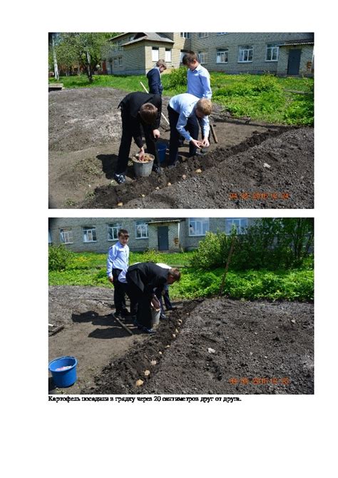 Влияние срока окучивания на урожай