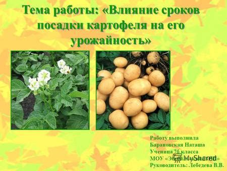 Влияние сроков посадки на урожай