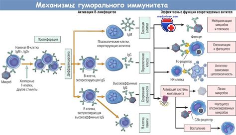 Влияние стрижки на иммунитет