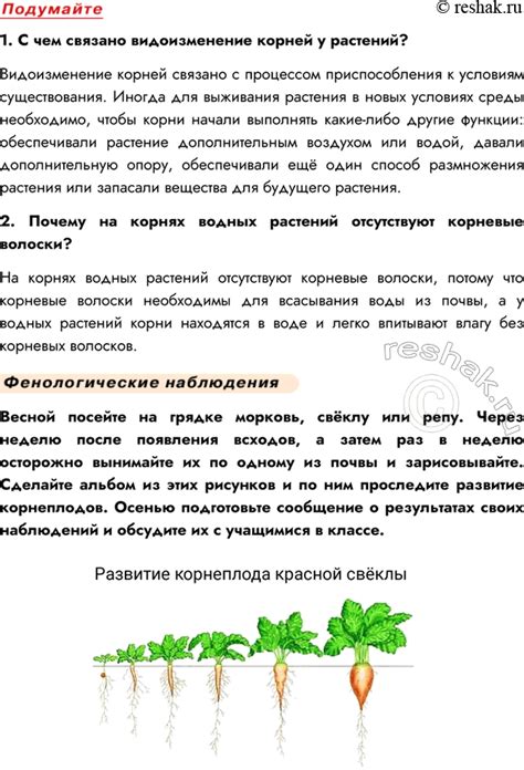 Влияние торнадо на корневую систему сорняков