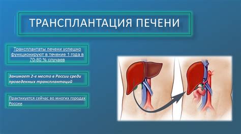 Влияние увлажнения на работу печени и почек