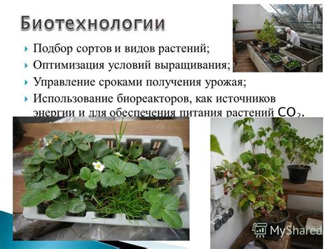Влияние условий выращивания на сроки плодоношения