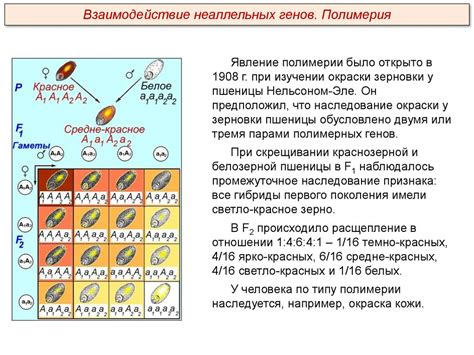Влияние утраты генов на развитие организма