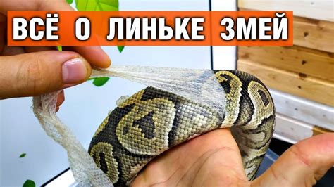 Влияние факторов окружающей среды на процесс линьки у змей
