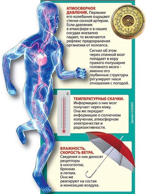 Влияние цикория на артериальное давление