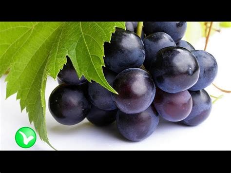 Влияние черного винограда на организм: факты и мифы
