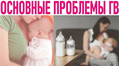 Влияние шиповника на грудное вскармливание