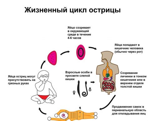 Влияние энтеробиоза на здоровье детей
