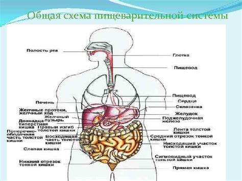 Влияние эстрального цикла на состояние пищеварительной системы