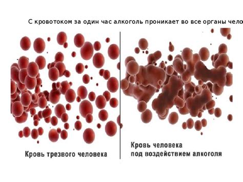 Влияние ягод дикого винограда на сердце и сосуды