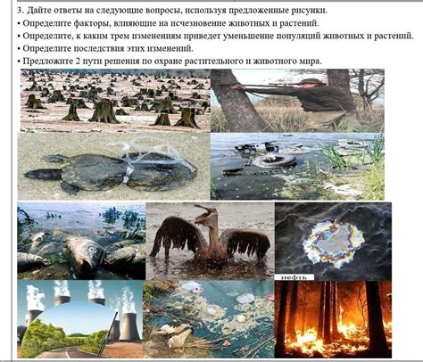Внешние факторы, которые влияют на исчезновение кошек