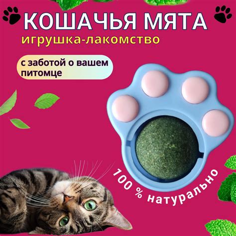 Внимание: кошачья мята для котов