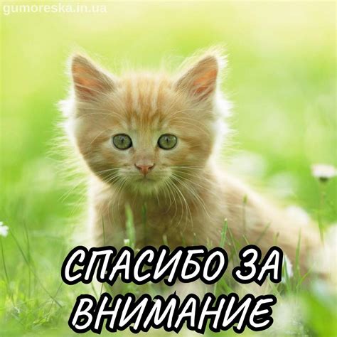 Внимание к стельке