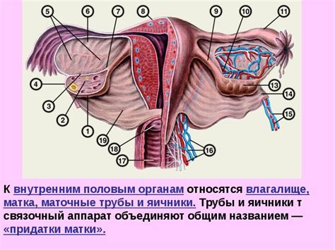 Внутри малого таза